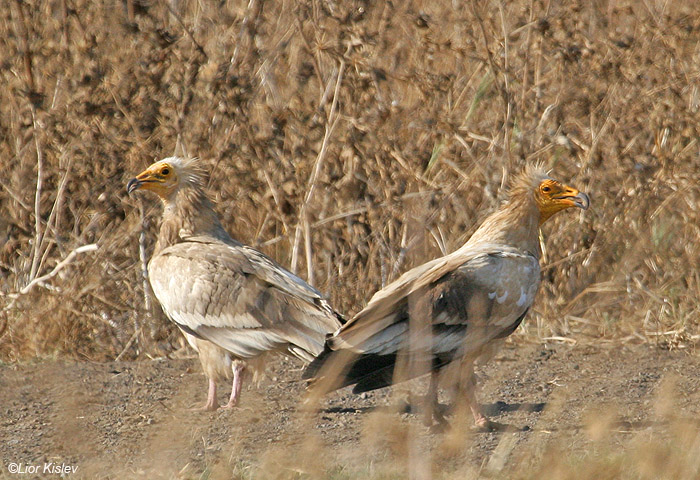    Egyptian Vulture  Neophron percnopterus          ,  , 2009.: 